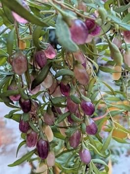 Purple Goji Berry Lycium barbarum seeds for planting in home garden